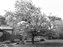Baum