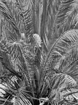 Palme