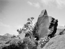 Felsen