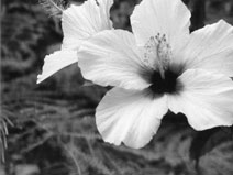 Hibiskus