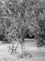 Olivenbaum