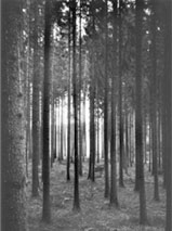 Wald